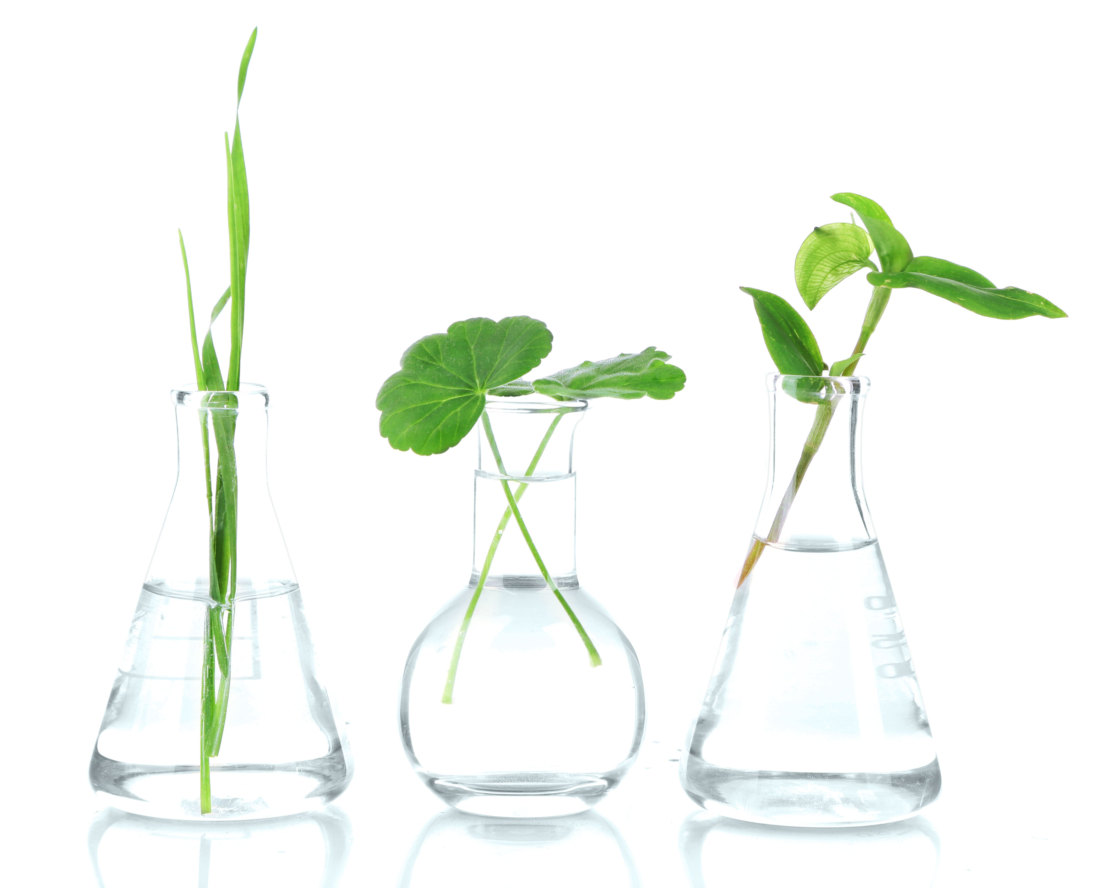 emerginc_scientific_leaves_glasses