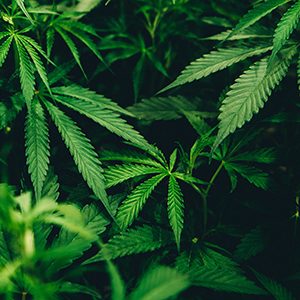 CBD het actieve ingrediënt in hennep